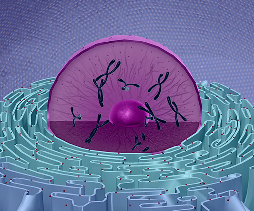 Anatomy Of Generalized Cell - Anatomy Drawing Diagram